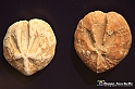 VBS_9185 - Museo Paleontologico - Asti